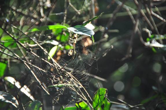 Em cada canto da floresta, uma exuberância de vida na Reserva do Mamirauá, região de Tefé, no Amazonas